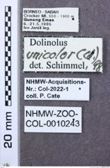 Etiketten zu Drapetes sellatus (NHMW-ZOO-COL-0010243)